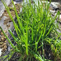 ネギ,ネギ,九条葱,九条葱,我が家の畑の画像