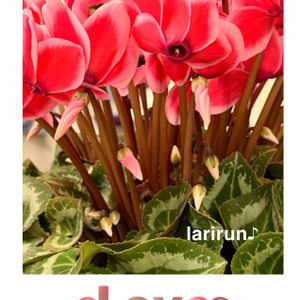 シクラメン,お部屋の画像