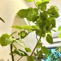 ウンベラータ,フィカス　ウンベラータ,フィカス,フィカス ペティオラリス,癒しの空間の画像