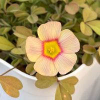 オキザリス,Oxalis obtusa,Oxalis obtusa,Oxalis obtusa Lemon Green,Oxalis obtusa Sunglow2.0の画像