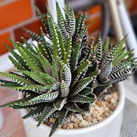 十二の巻,珍奇植物,冬越し,植物大好き,庭の画像