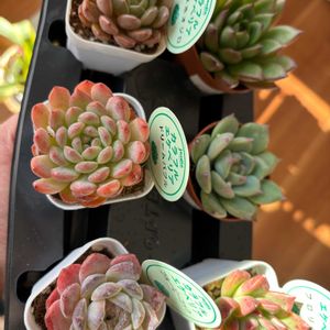 多肉植物,多肉大好き,ガーデニング,成長記録,今日の一枚の画像