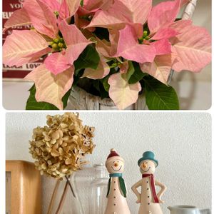 ポインセチア,ポインセチア ビジョンオブグランデール,可愛い,ピンクの花,花のある暮らしの画像