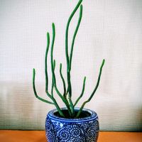 ユーフォルビア オンコクラータ,成長記録,ワクワク止まらずの画像