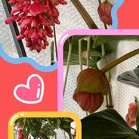 胡蝶蘭,バンダ パチャラディライト,メディニラ　フラメンコ,バラ ルタンデスリーズ,時計草 ライラックレディーの画像