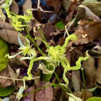 センニンソウ,センニンソウ,センニンソウ,道端,在来種の画像