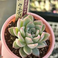 夕映え,多肉植物,エケベリア属,多肉植物 エケベリア,ベランダ多肉の画像