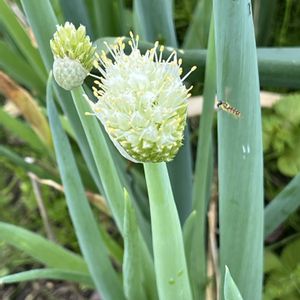 ネギ,ニンニク,ニンニク,ノビル,ネギ坊主の画像