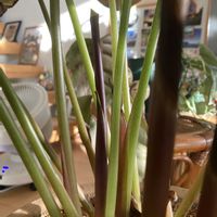 富有柿,カラテア・ファシアータ,クズウコン科 ,カラテア属,部屋の画像