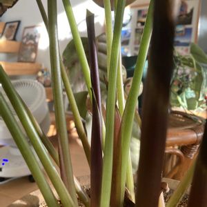 富有柿,カラテア・ファシアータ,クズウコン科 ,カラテア属,部屋の画像