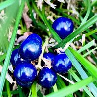 ジャノヒゲ,リュウノヒゲ,果実,山野草,自生の画像