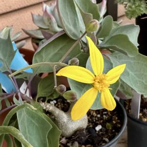 オトンナ トリプリネルビア,オトンナ属,岐阜県,多肉男子,岐阜の画像