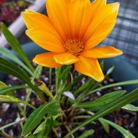 ガザニアの画像