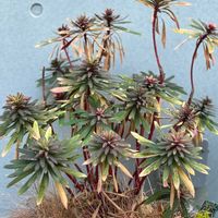 ユートピアマーチニー,観葉植物,鉢植え,庭先,富山支部の画像