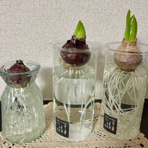 ヒヤシンス,水耕栽培,花のある暮らし,ありがとう♡,ワクワク♡の画像