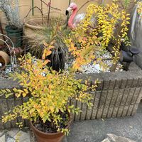 ガーデニング,マイガーデン,小さな花壇,紅葉する植物,お花は癒しの画像