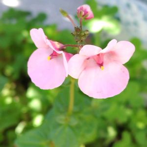 ディアシア・ダーラ・アップルブロッサム,鉢植え,地植え,我が家の庭,ミニ薔薇の画像