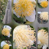 アネモネ,アリッサム,シクラメン,シクラメン,パンジー・ビオラの画像