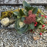 シクラメン,ハボタン,葉牡丹,寄せ植え,ガーデニングの画像