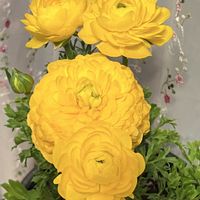 柚子,ロマネスコ,ユリオブスデージー,ユリオブスデージー,私のお気に入りの画像