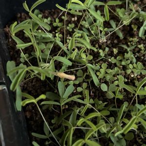 実生,球根植物,冬型球根, オキザリスの画像