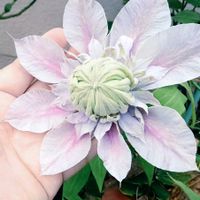 クレマチス,クレマチス ジョセフィーヌの画像