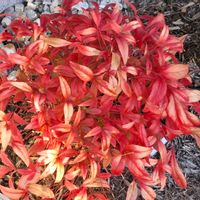 オタフクナンテン,オタフクナンテン,南天(なんてん),散歩,草木の画像