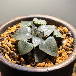 ハオルチア,多肉植物,観葉植物,塊根植物,実生の画像