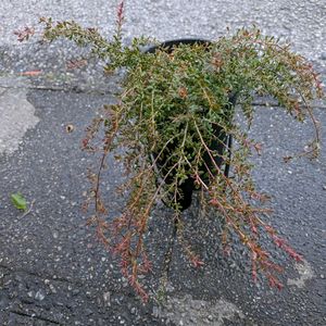 メラレウカ,メラレウカ レボリューションゴールド,メラレウカ レボリューションゴールド,グレビレア　ジョンエバンス,アカシア・ゴールドチップの画像