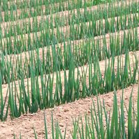 ネギ,散歩コース,GSに感謝。,今日のお花,植物観察の画像