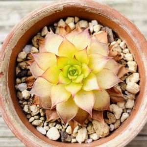 センペルビウム　ゴールドナゲット,センペルビウム　ゴールドナゲット,センペルビウム　ゴールドナゲット,多肉植物,子株の画像