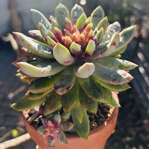 ブラッドスワロー,多肉植物,子株,鉢植え,エケベリア属の画像