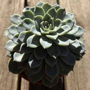 アニープリンセス。,多肉植物,鉢植え,エケベリア属,花芽の画像