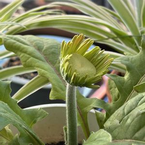 ガーベラ,ガーベラ,つぼみ,花のある暮らし,暮らしを楽しむの画像