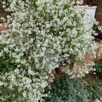 ユーフォルビアダイアモンドスノー,鉢植え,ユーフォルビア,ガーデニング,ナチュラルガーデンの画像