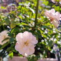 ミニバラ,グリーンアイス,ミニバラ・グリーンアイス,ミニ薔薇♡,ナチュラルガーデンの画像