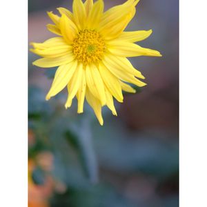 キク,広い庭の画像