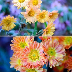 キク,広い庭の画像