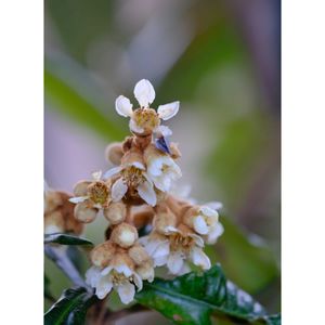 ビワ,広い庭の画像