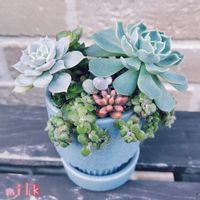 オーロラ,ブロウメアナ,星の王子,十字星,リラの画像