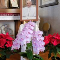 ポインセチア,胡蝶蘭,イエスの降誕,山手カトリック教会,前ローマ教皇 フランシスコの画像