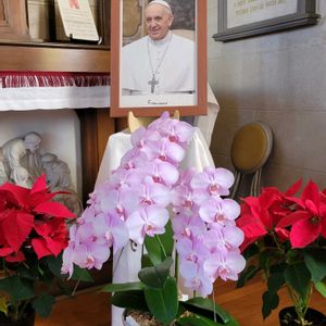 ポインセチア,胡蝶蘭,イエスの降誕,山手カトリック教会,前ローマ教皇 フランシスコの画像