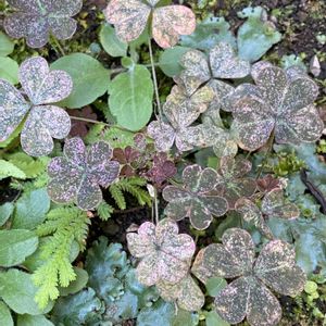 カタバミ,雑草,斑入り。,不思議ちゃん,斑入り大好きの画像