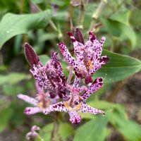 ホトトギス,八重咲きチューリップ,外出先,今日は寒いよの画像