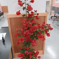 ブーゲンビリア,咲いた！,職場,今日の一枚,ロビーの画像