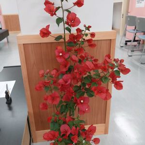 ブーゲンビリア,咲いた！,職場,今日の一枚,ロビーの画像