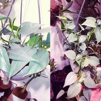 フィロデンドロン,フィロデンドロン・シルバーメタル,シルバーメタル,植物のある暮らし,植中毒の画像