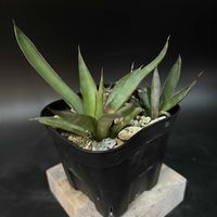 多肉植物,アガベ属,珍奇植物,ビザールプランツの画像