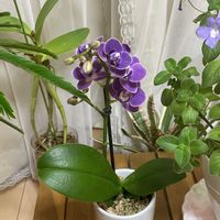 胡蝶蘭,マイクロ胡蝶蘭,ガーデニング,室内ガーデニングの画像