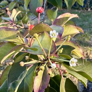 ソヨゴ,ソヨゴの花,ソヨゴの実,岐阜県,多肉男子の画像